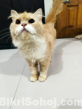 Persian male 6month